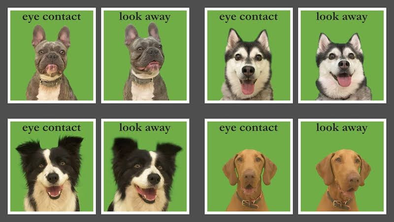 Experimento para saber por qué nos atraen tanto los perros de cara plana ©ELTE Experimento para saber por qué nos atraen tanto los perros de cara plana ©ELTE
