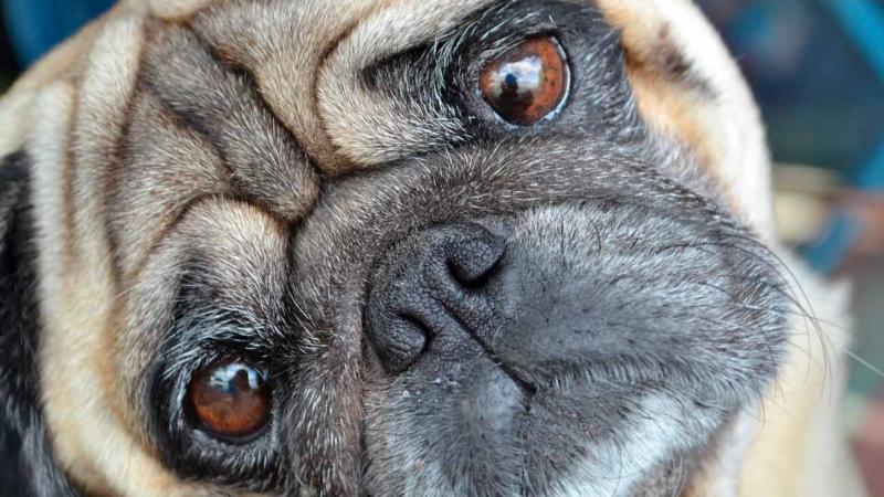 se llevan bien los pugs y los bulldogs franceses