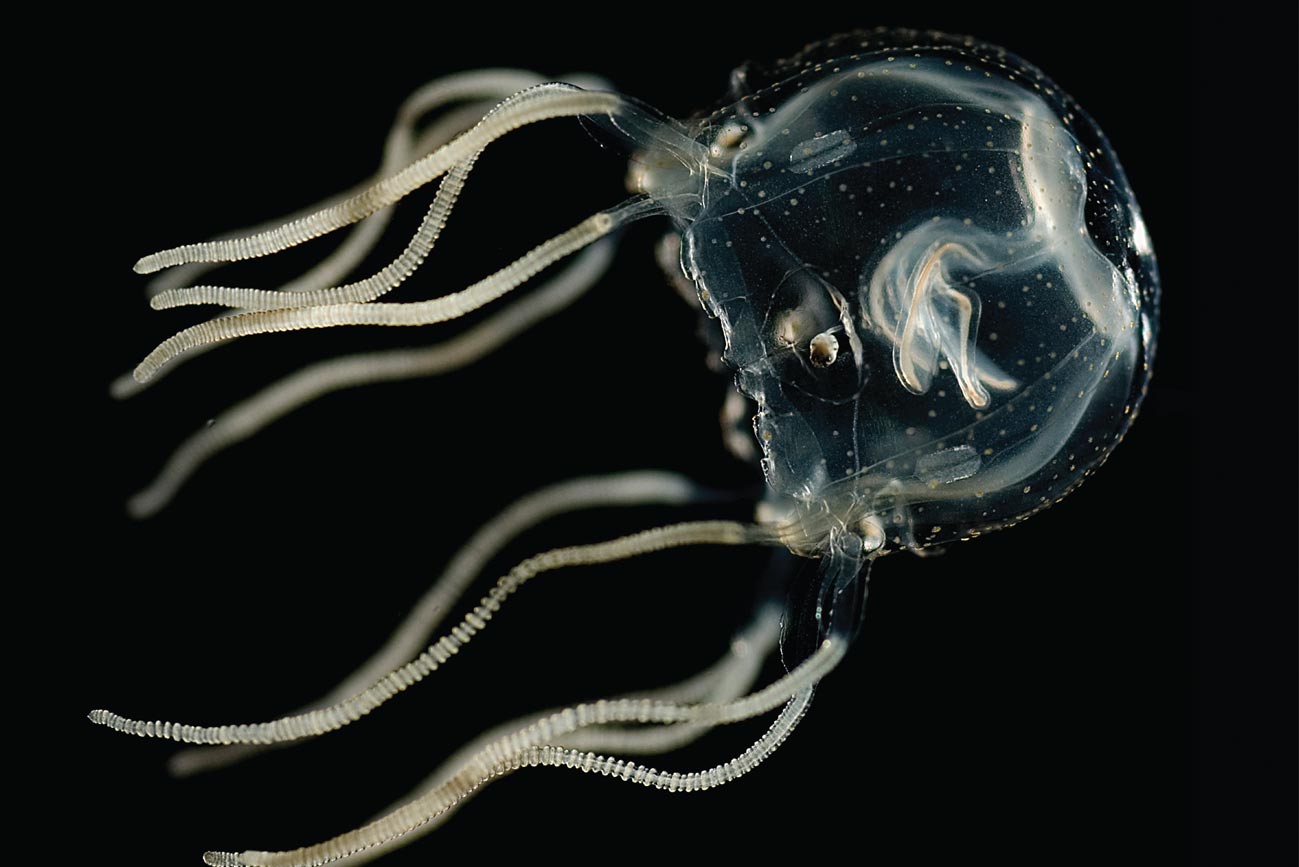 La Tripedalia cystophora o medusa de caja es capaz de aprender de los errores