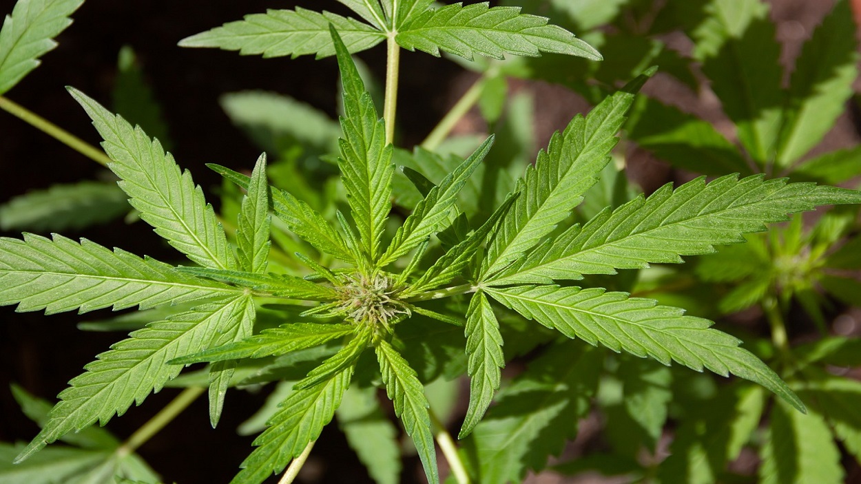 Una planta de marihuana. Pixabay
