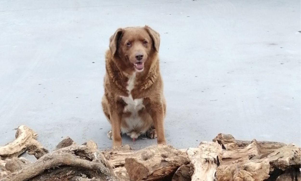 Fallece Bobi, el perro más viejo del mundo