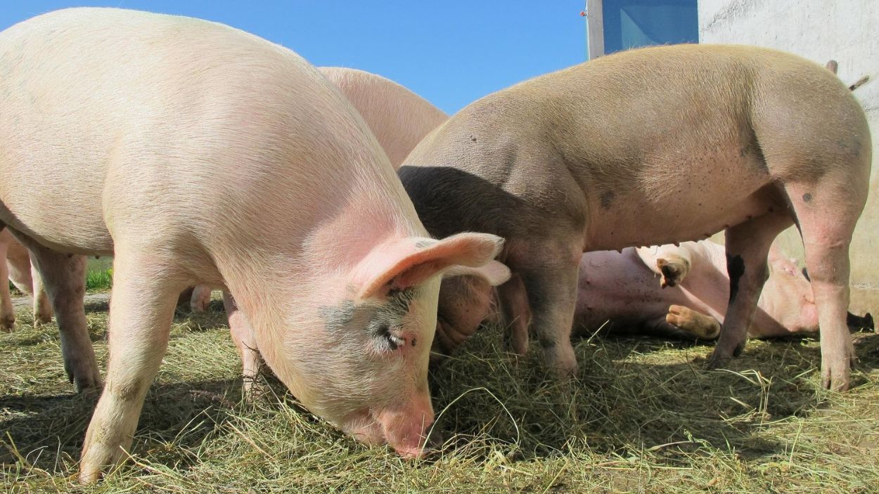 Imagen de cerdos en una granja. EP.