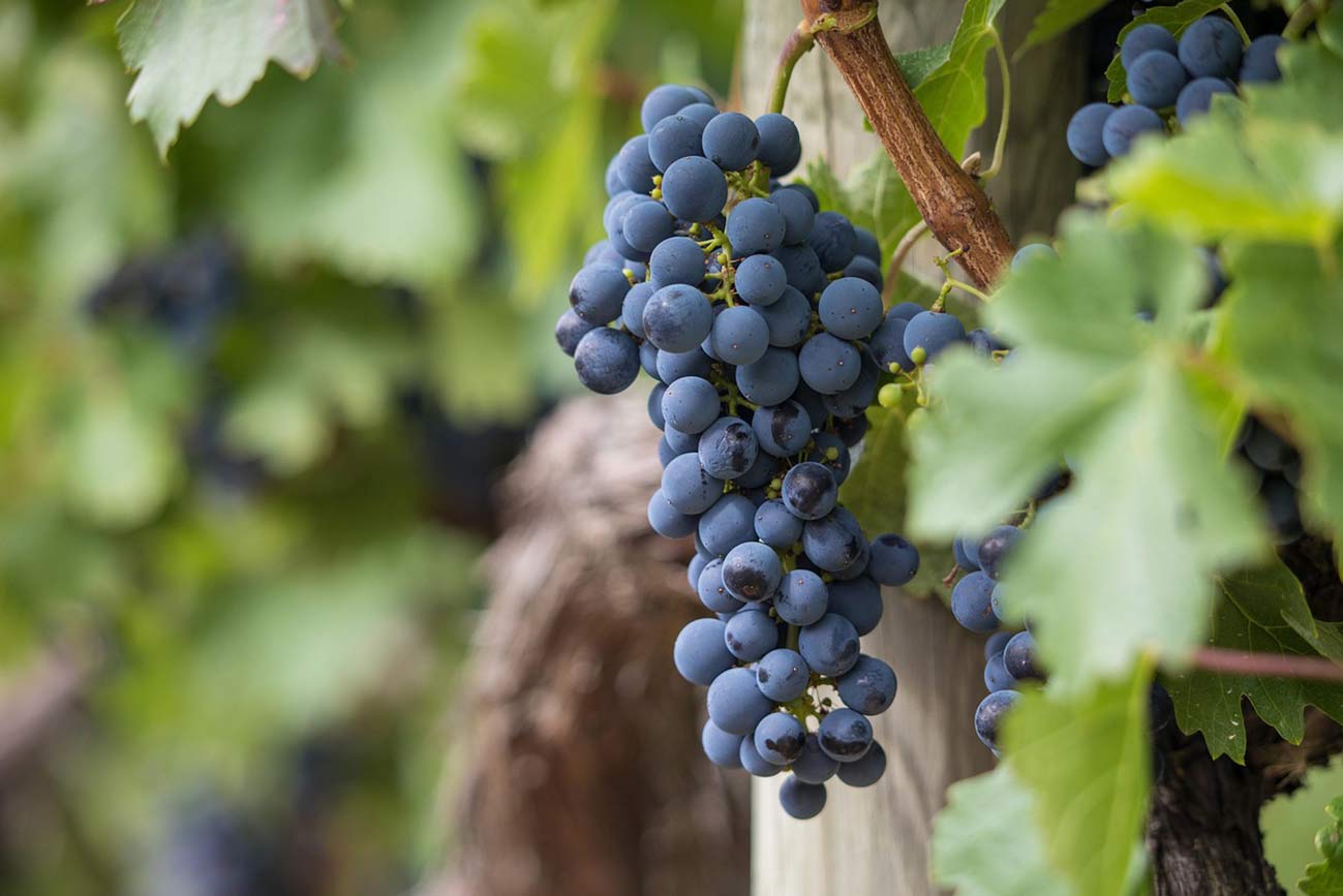 El cambio climático puede crear las condiciones para un buen vino según los gustos actuales