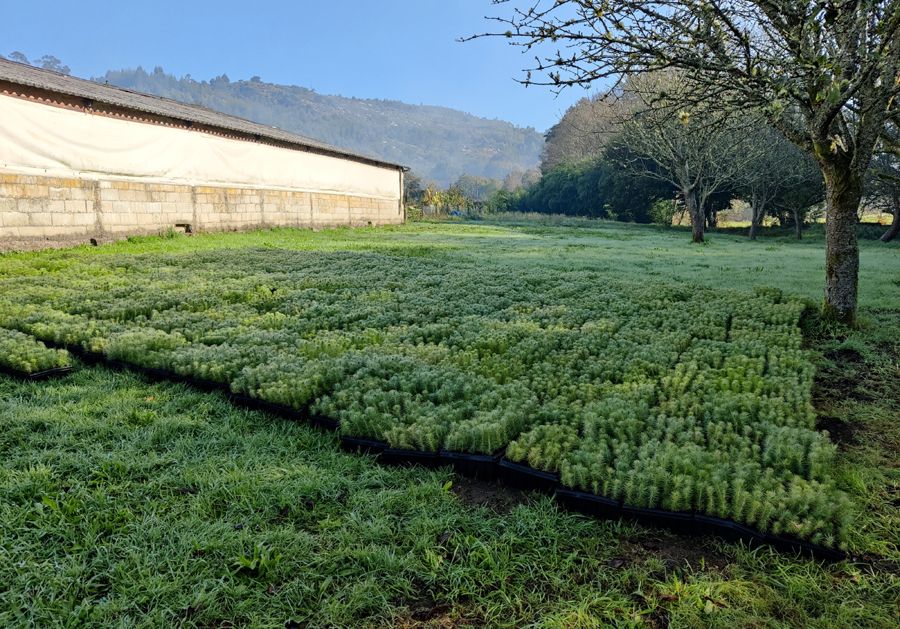 CO2 Revolution arranca su campaña de reforestación con el objetivo de plantar 600.000 árboles | Foto de CO2 Revolution