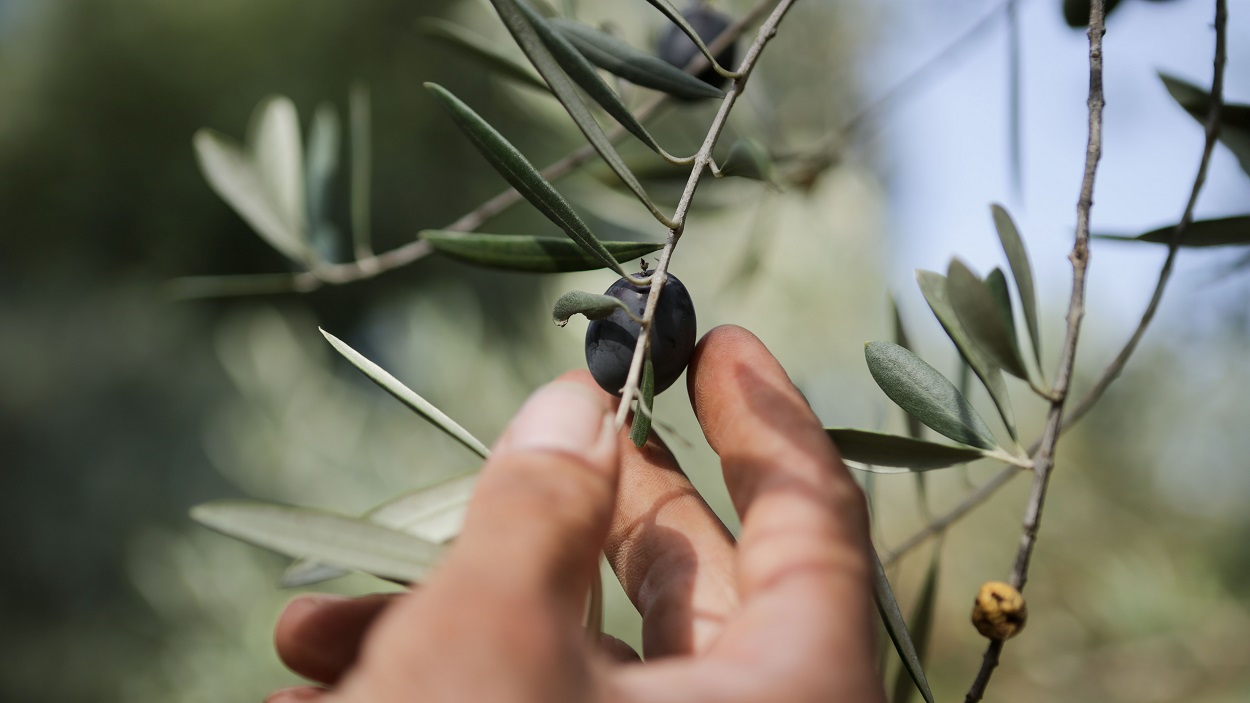 Un hombre cogiendo una aceituna de la rama de un olivo. EP
