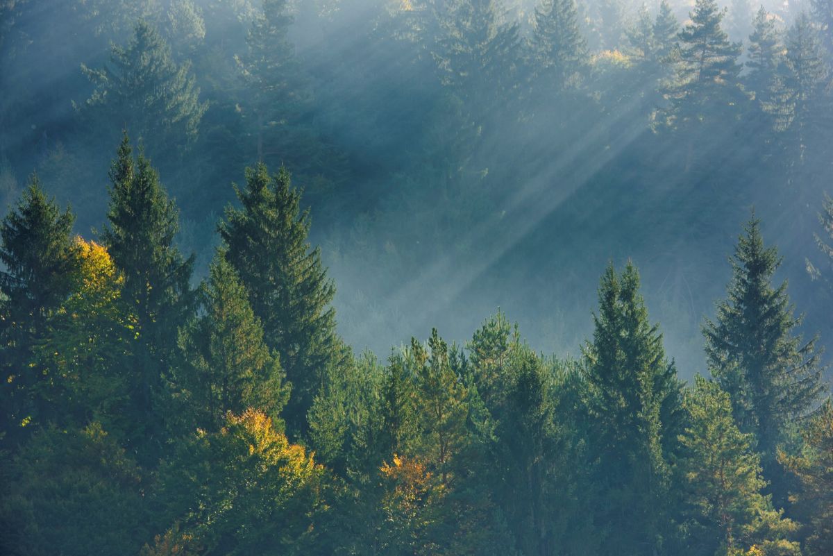 Imagen de un bosque.