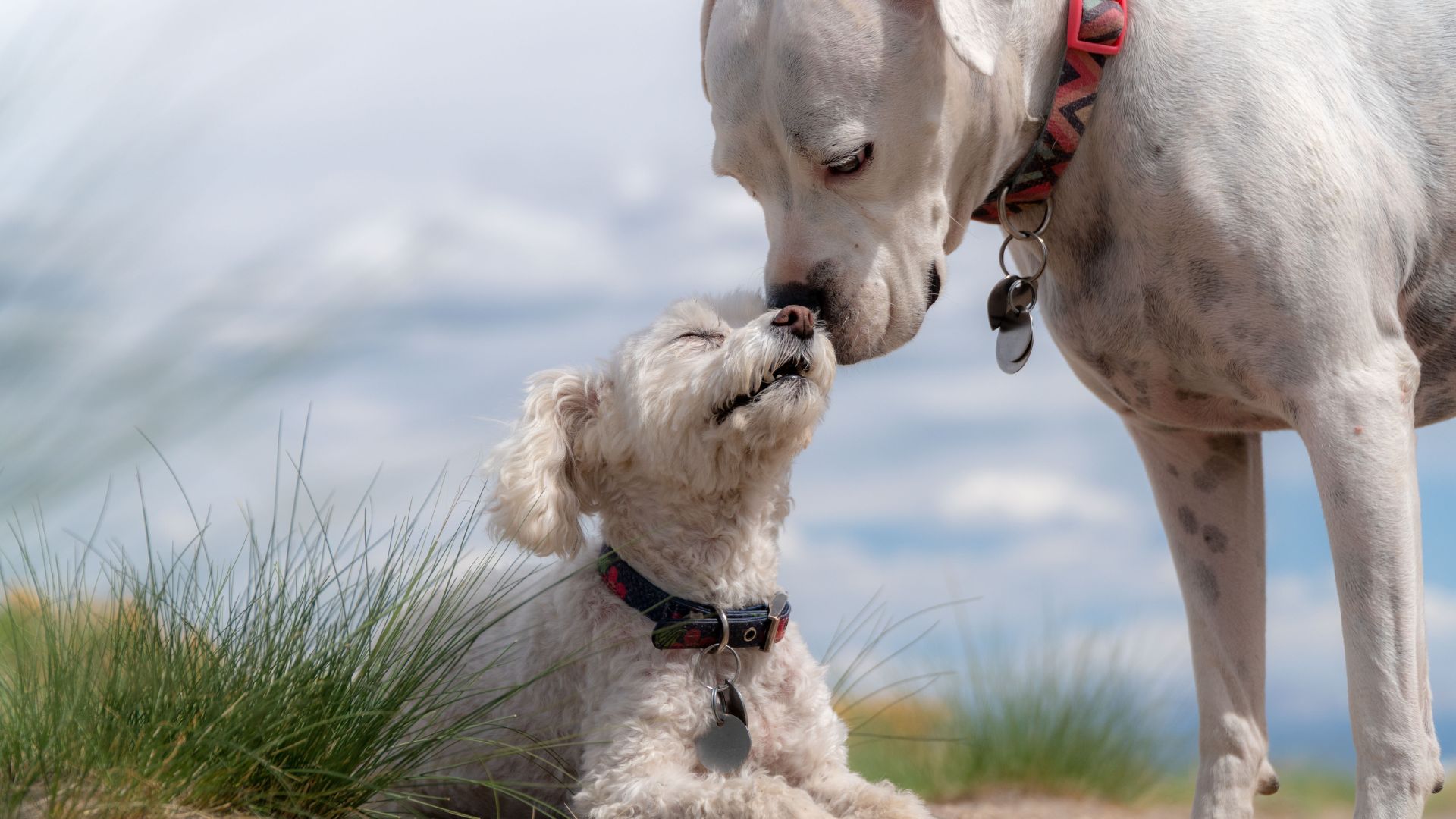 Imagen de dos perros