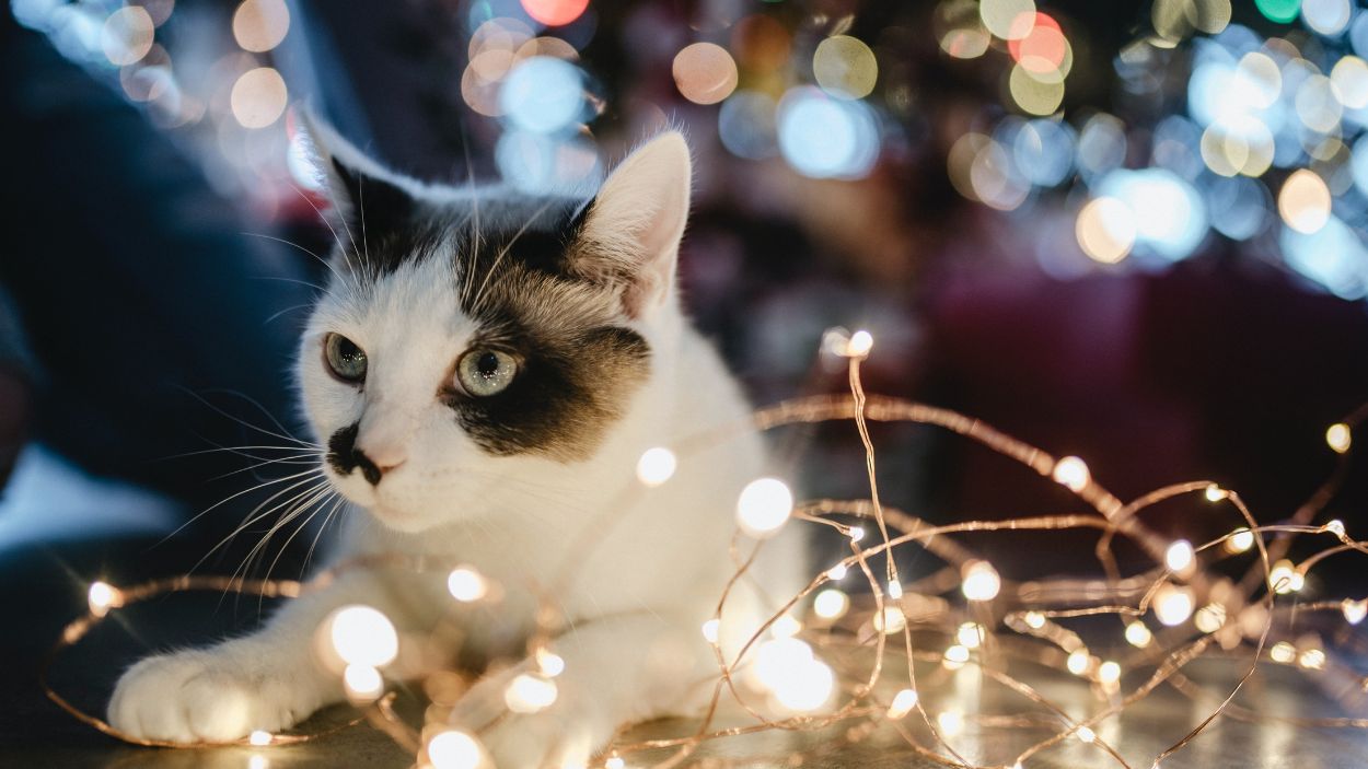 Un gato bajo las luces de Navidad. Unsplash.