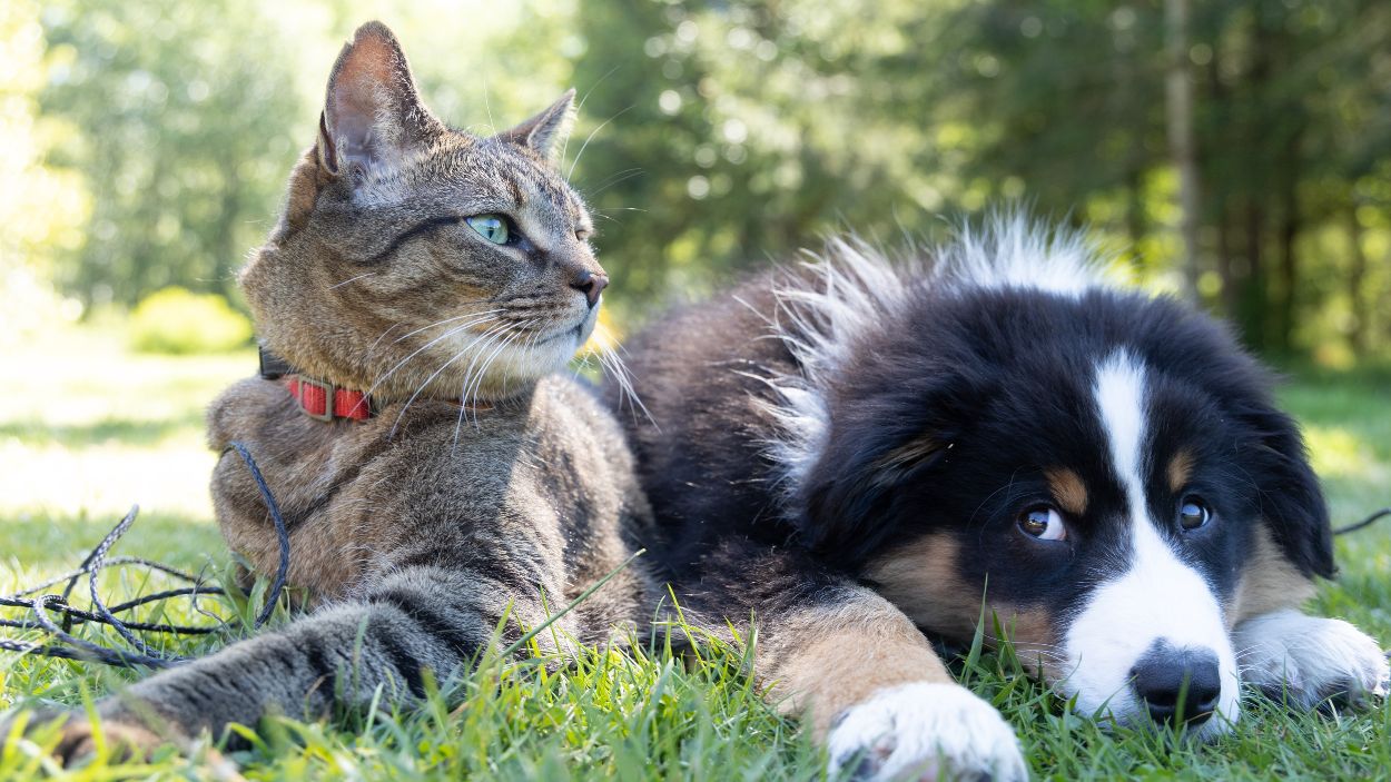 Imagen de recurso de un gato y un perro. Unsplash.