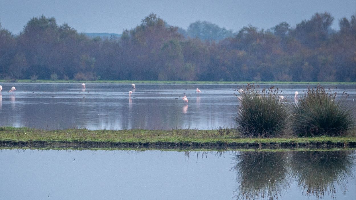 Imágenes del Coto de Doñana antes de la firma del acuerdo del protocolo del Parque Nacional de Doñana.  EP