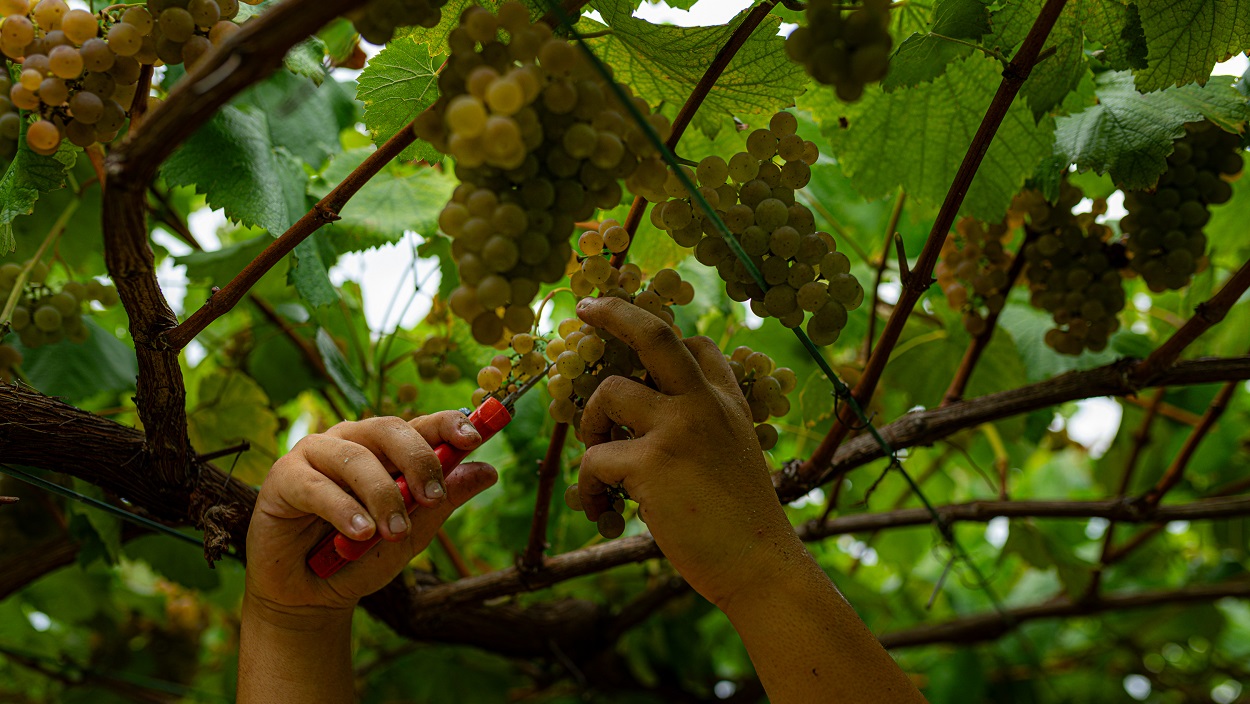 Las uvas se disparan en los momentos previos a las campanadas. EP.