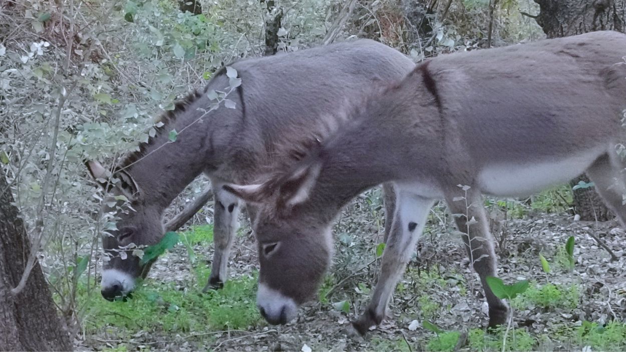 Asociación 'El burrito feliz' del Parque Nacional de Doñana. EP.