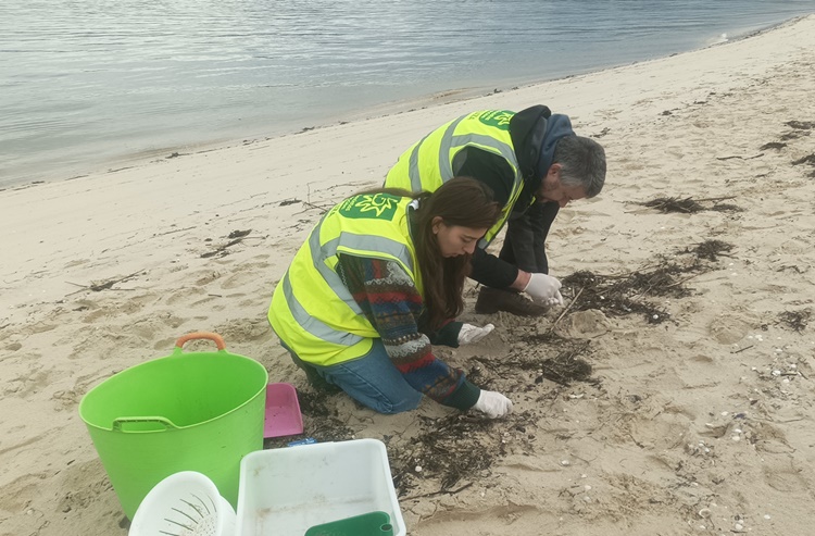 Voluntarios de Ecoloxistas en Acción recogiendo pellets en una playa gallega (Foto: Ecoloxistas). Voluntarios de Ecoloxistas en Acción recogiendo pellets en una playa gallega (Foto: Ecoloxistas).