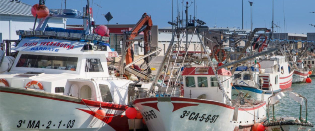 Comunidades del PP y del PSOE se unen contra el Gobierno para seguir pescando angulas