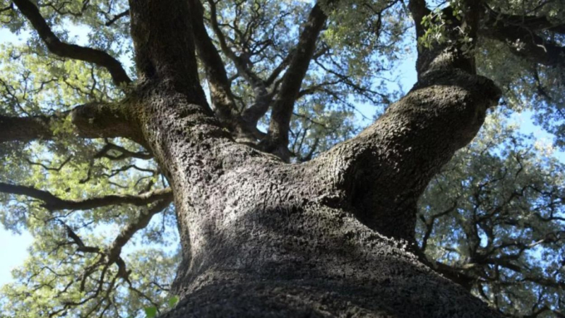 Encina Valdecillo, de más de 400 años de antigüedad, ubicada en el pueblo de Parauta. Ayuntamiento de Parauta