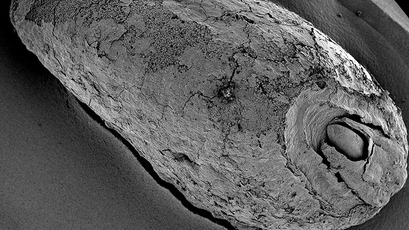 Imagen SEM que muestra un grano de escanda carbonizado con un embrión brotado de la capa de ocupación en Oldenburg LA 77.