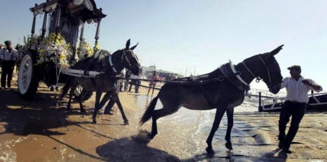 Casi 40.000 firmas piden el fin del maltrato a dos mulas en un viaje a El Rocío