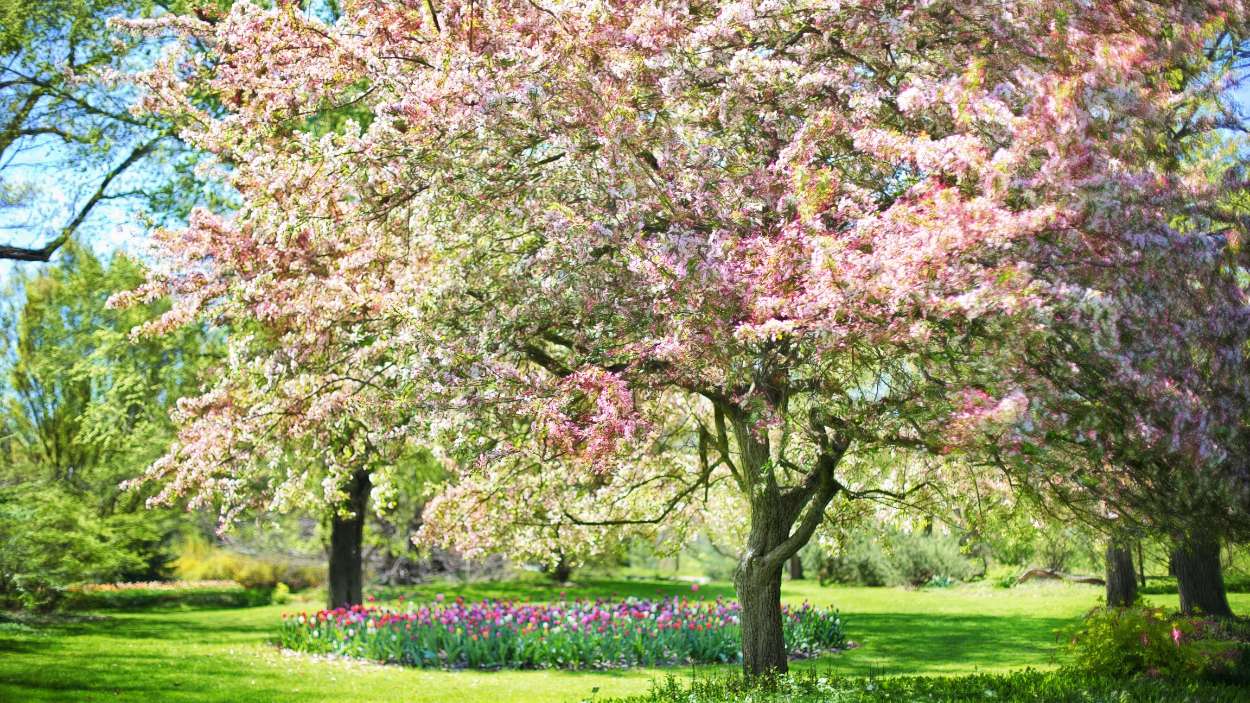 ¿Cuándo empieza la primavera en España? Fecha y hora en 2024