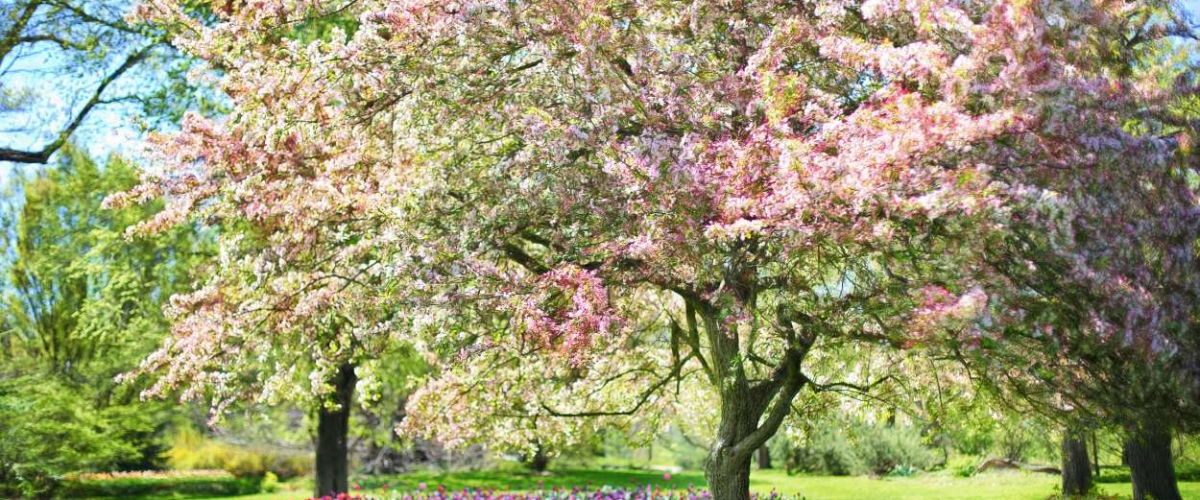 ¿Cuándo empieza la primavera en España? Fecha y hora en 2024