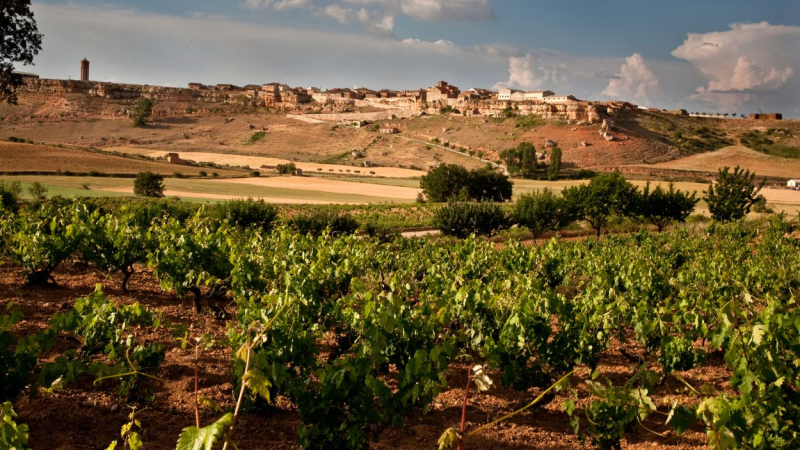 Viñedo de la bodega Dominio de Atauta. Ruta del vino Ribera del Duero