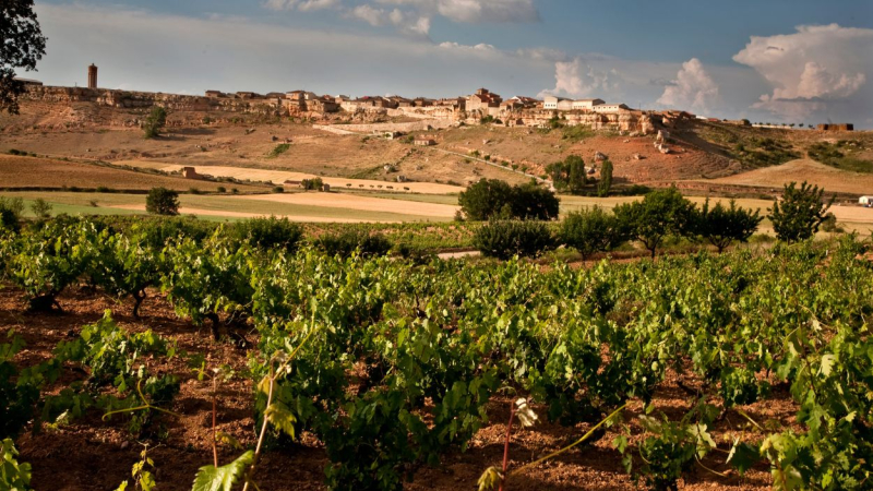 Viñedo de la bodega Dominio de Atauta. Ruta del vino Ribera del Duero Viñedo de la bodega Dominio de Atauta. Ruta del vino Ribera del Duero