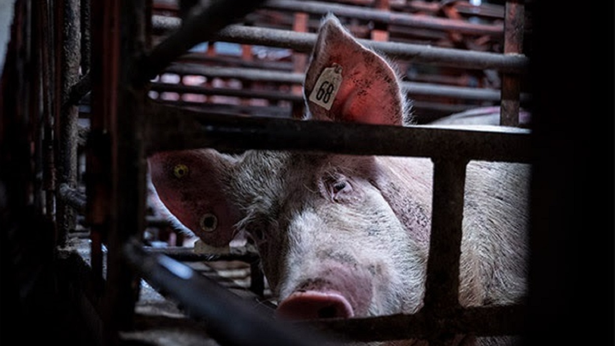 Un barco australiano, contra las cuerdas por un posible caso de maltrato animal