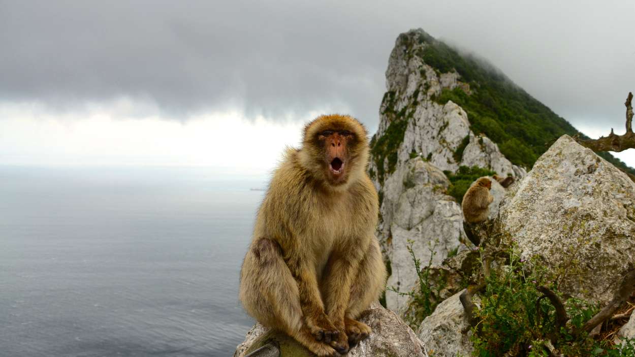 Capturado el mono de Gibraltar 'fugado' en La Línea