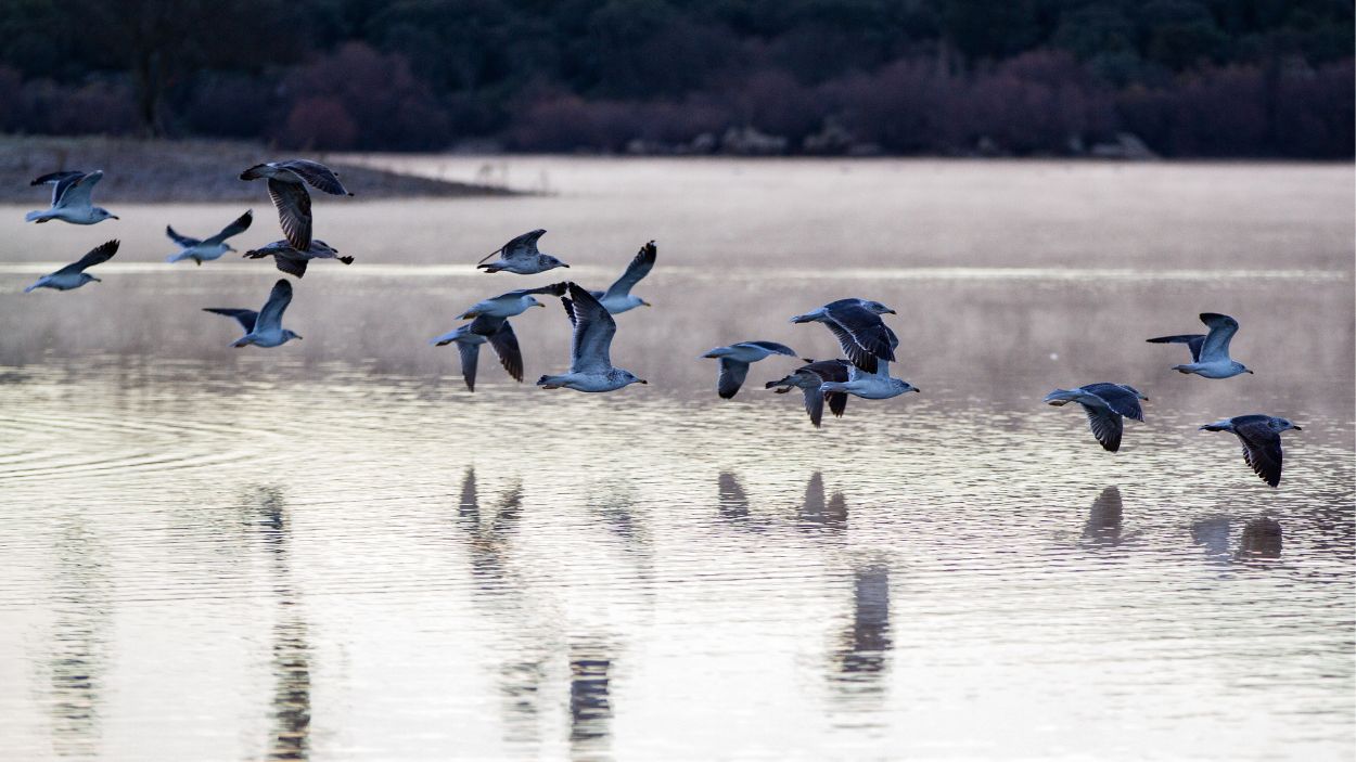 Gaviotas en el embalse de Santilla, en Manzanares el Real, Madrid. EP.