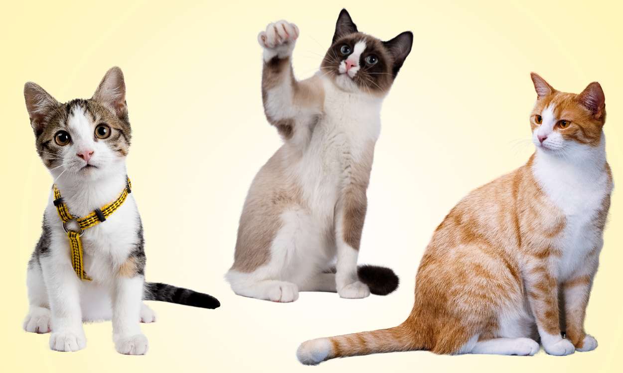 Día internacional del gato: el curioso motivo por el que se celebra tres veces al año