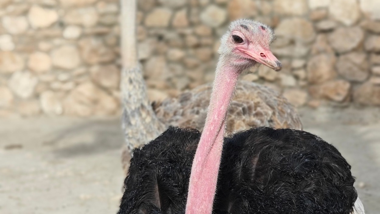 Imagen de un avestruz de cuello rojo publicada por el parque en Facebook. Oasys Minihollywood