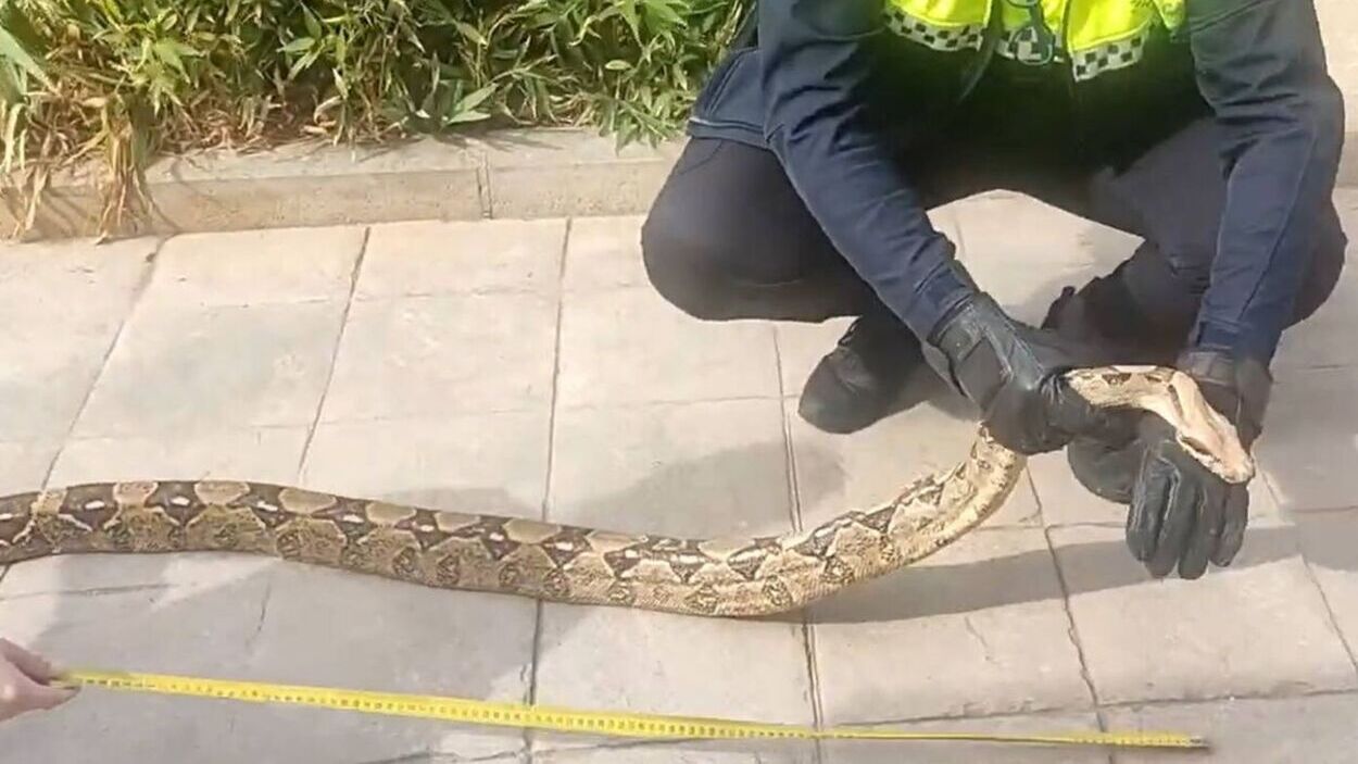 Agente de la Policía Local de Málaga captura la boa encontrada en Campanillas. Youtube