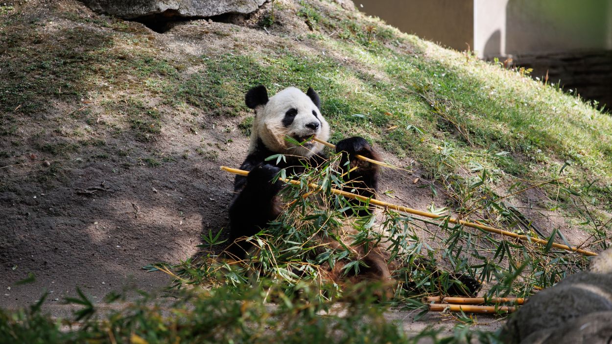 Uno de los ejemplares de oso panda prestados por China al Zoo de Madrid. EP. 