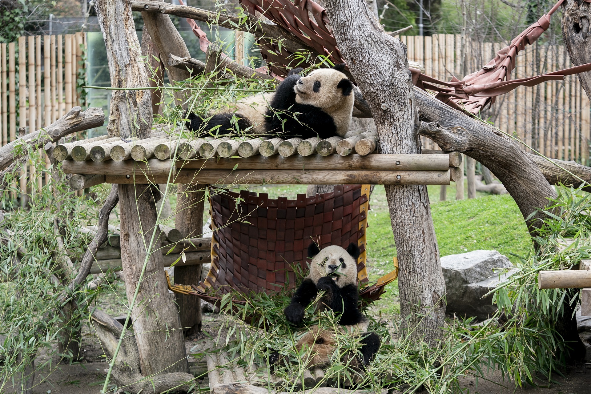 Dos pandas durante un acto institucional sobre el programa de conservación del panda gigante, en el Zoo Aquarium de Madrid, a 22 de febrero de 2024, en Madrid (España). 