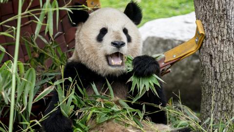 Un panda durante un acto institucional sobre el programa de conservación del panda gigante, en el Zoo Aquarium de Madrid, a 22 de febrero de 2024, en Madrid (España). 