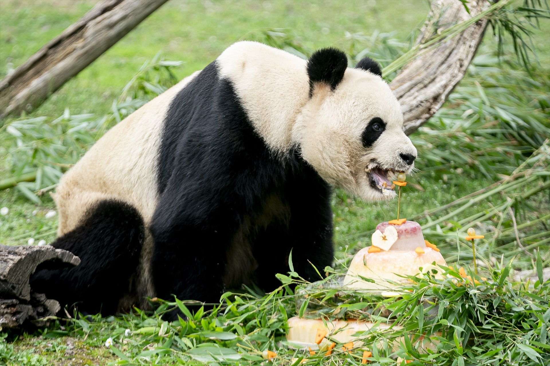 Un panda durante un acto institucional sobre el programa de conservación del panda gigante, en el Zoo Aquarium de Madrid, a 22 de febrero de 2024, en Madrid (España). 