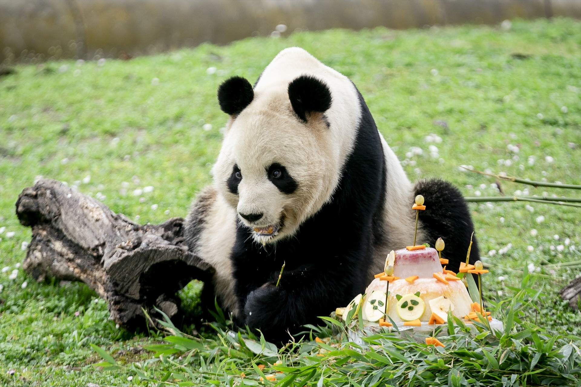 Un panda durante un acto institucional sobre el programa de conservación del panda gigante, en el Zoo Aquarium de Madrid, a 22 de febrero de 2024, en Madrid (España). 