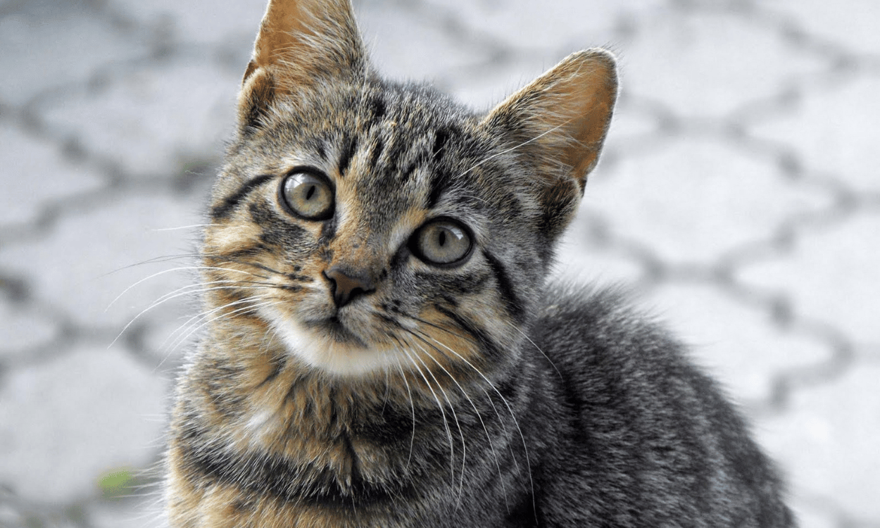 ¿Cuánto sabes sobre gatos?