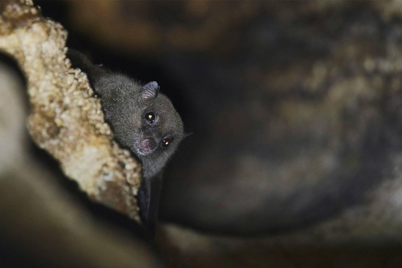 Los murciélagos son unas criaturas que no dejan de sorprendernos