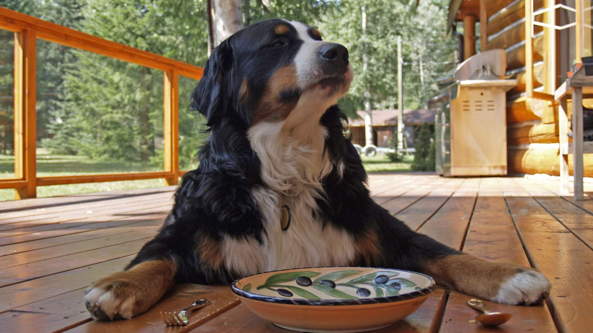Imagen de recurso de un perro.