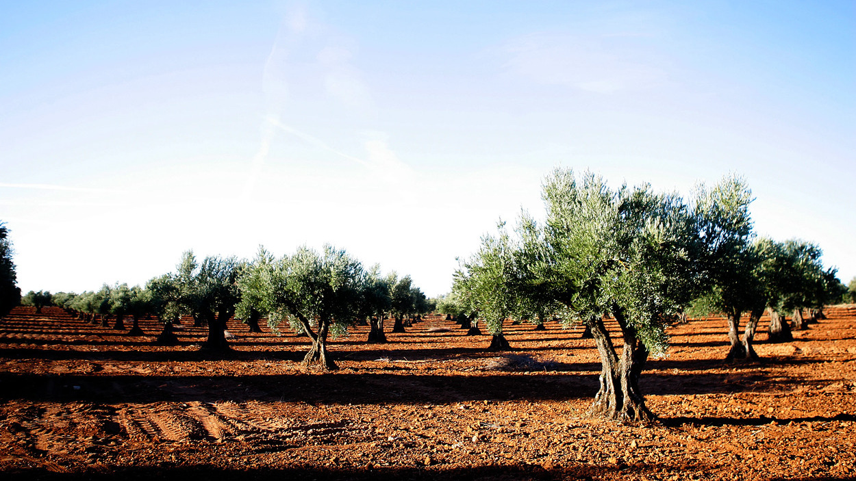 Olivar donde se cultiva la Changlot Real. Huerta de Carabaña 