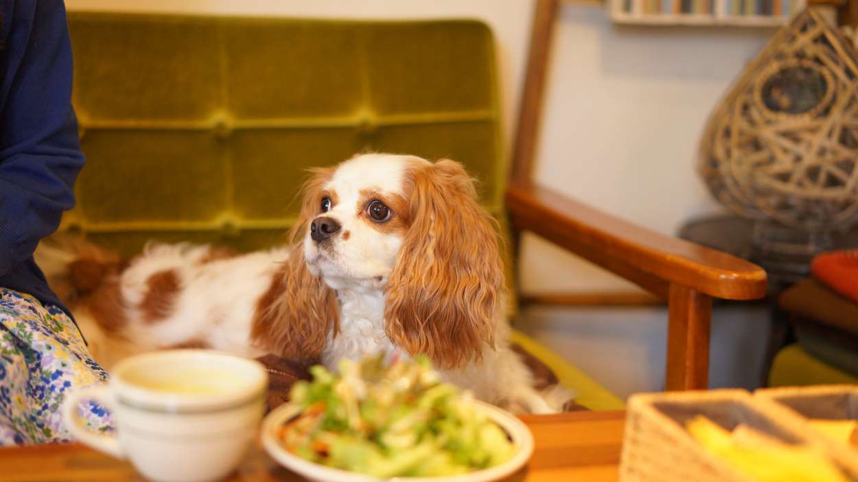 Merluza con quinoa y verduras, la receta que puedes compartir con tu perro
