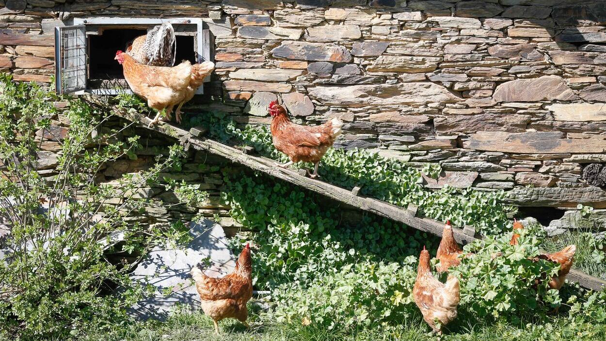 Gallinero en Bóveda, Lugo. EP