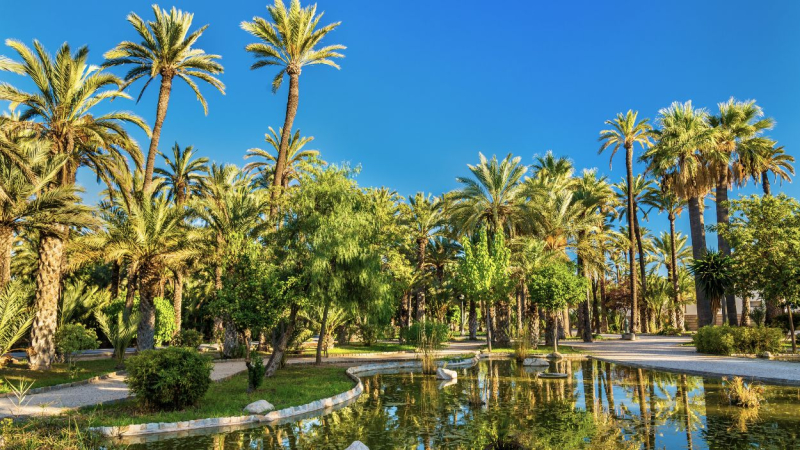 El Palmeral de Elche en Alicante es el más grande de Europa, con más de 200.000 ejemplares.
