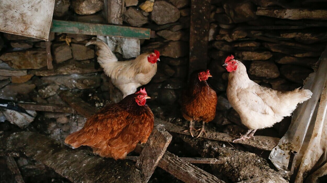 Gallinero en Bóveda, Lugo. Europa Press