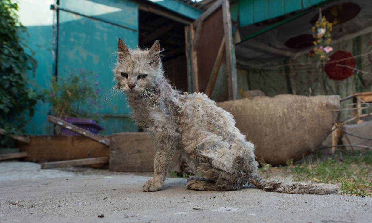 Imagen de archivo de un gato.