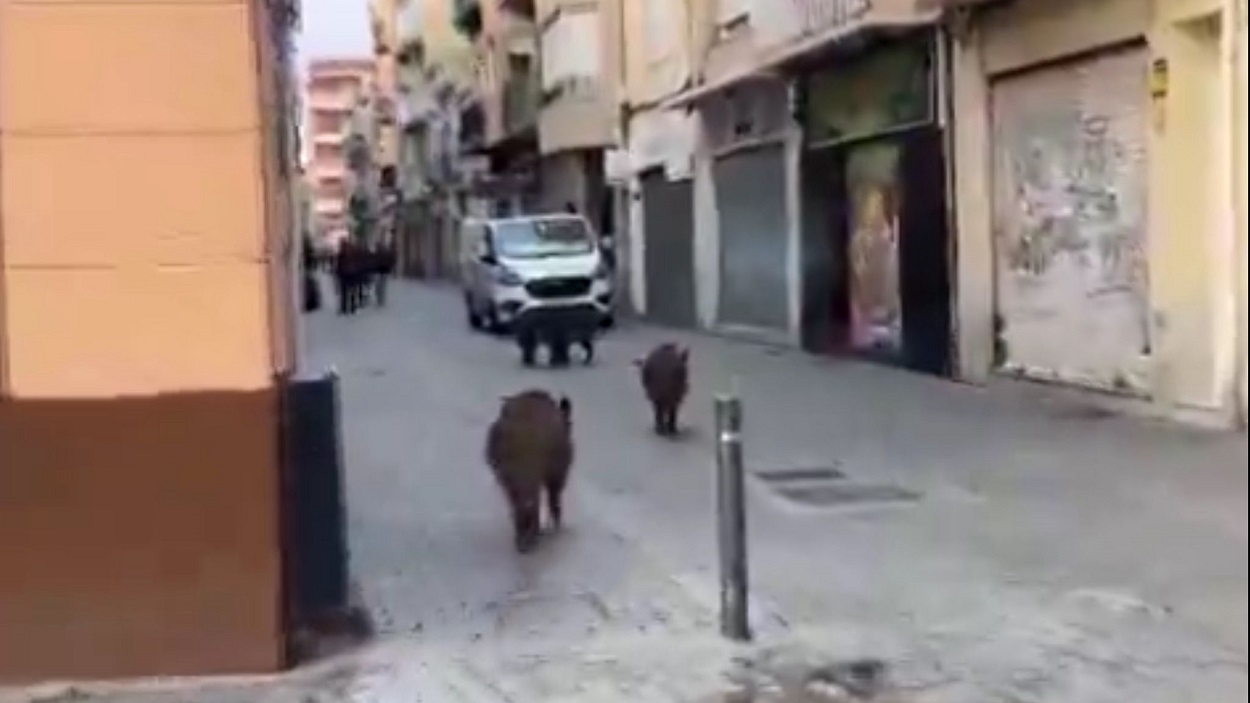 Jabalíes campando a sus anchas por Badalona