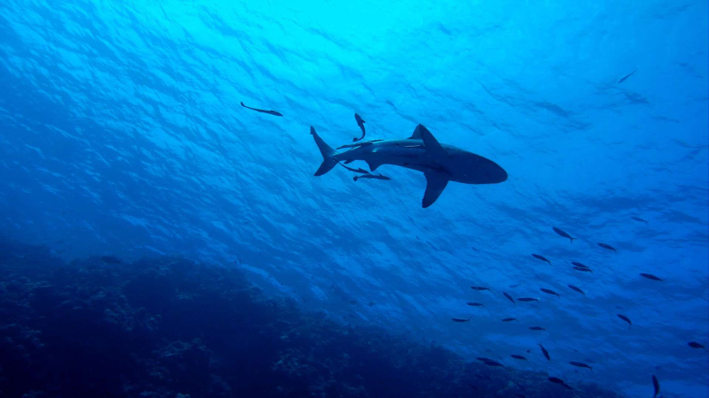 Los tiburones y la música