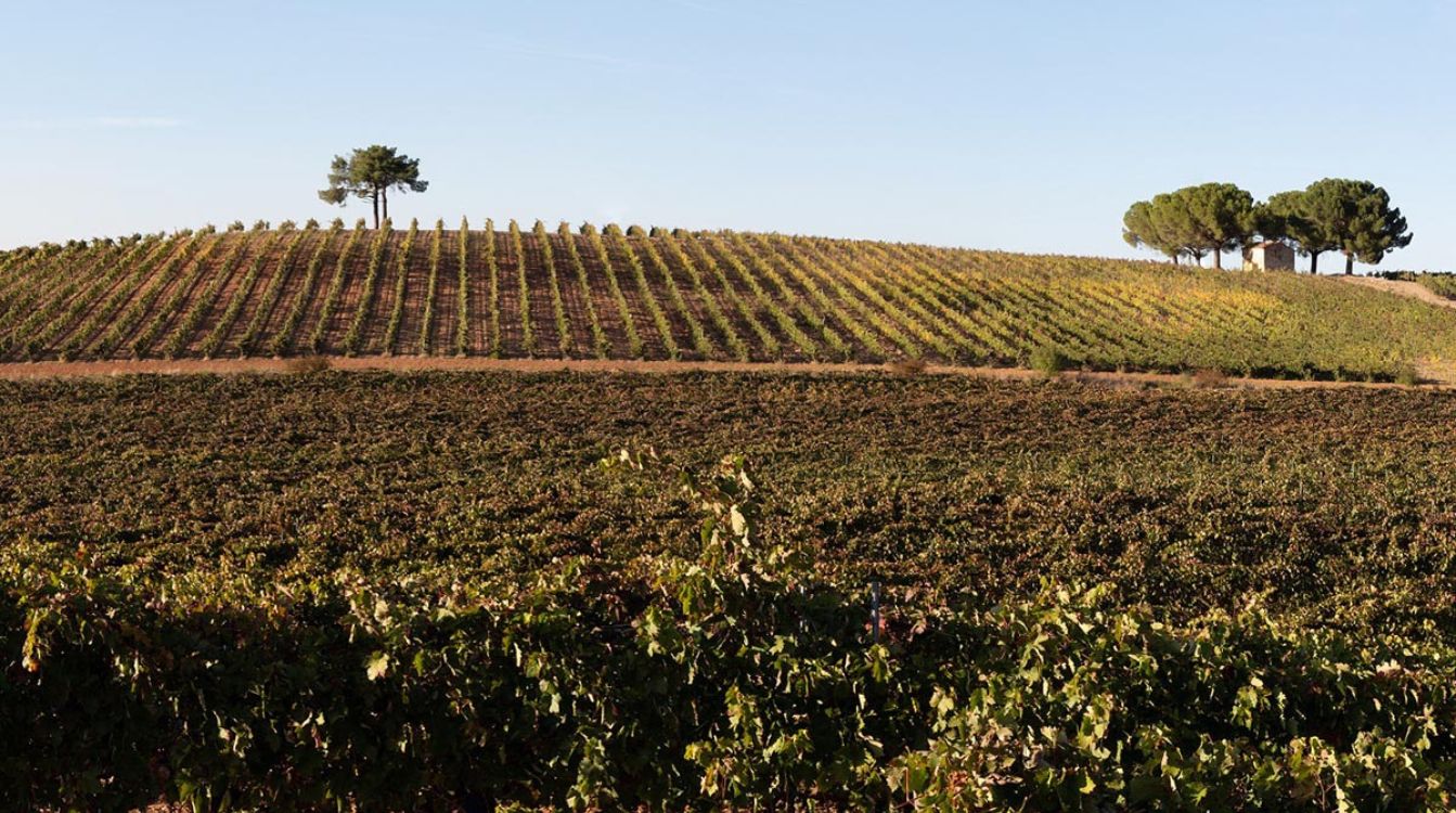 Viñedos de la bodega Ferratus, de María Luisa Cuevas