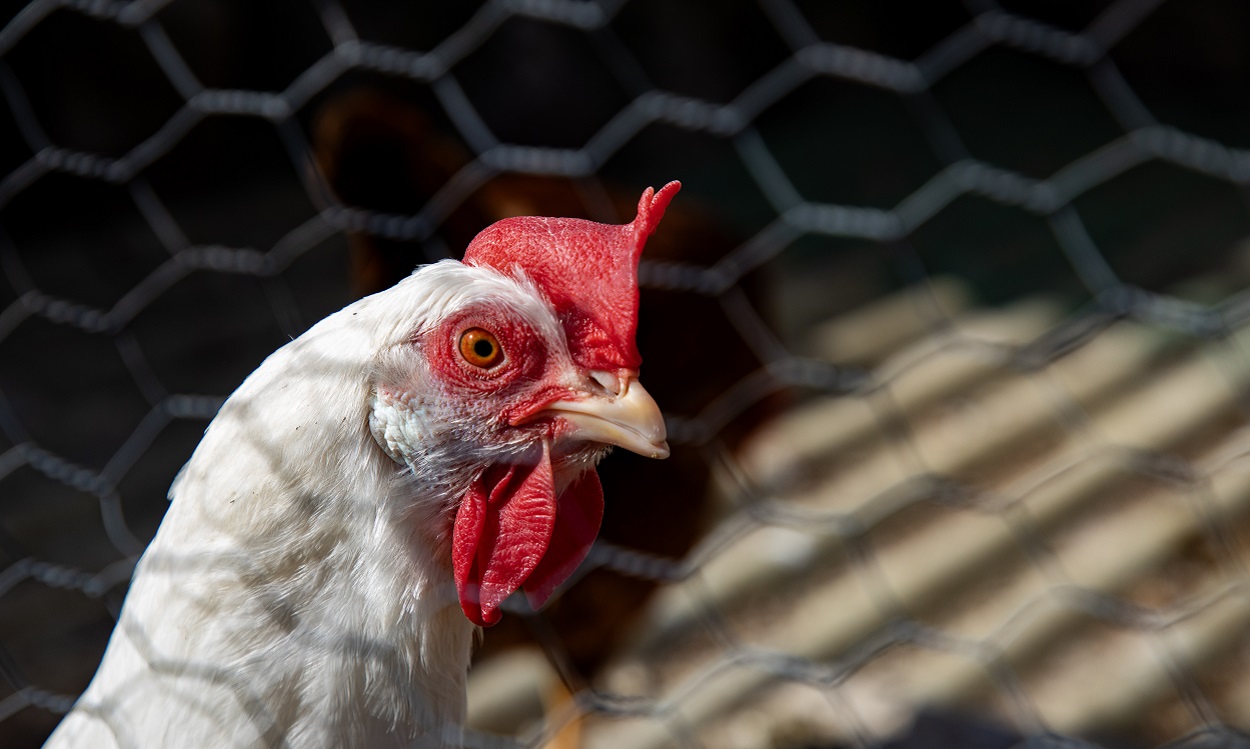 Cerca de 50.000 gallinas mueren en el incendio de Briviesca. EP