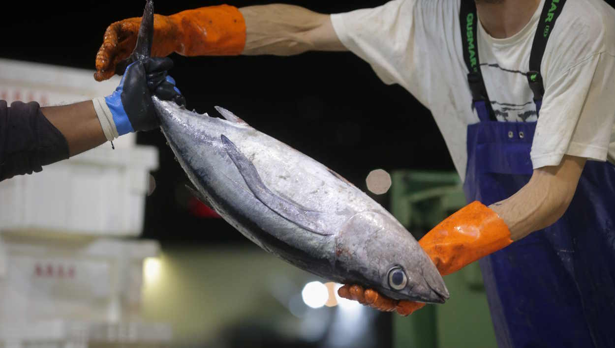 Un pescadero sostiene una pieza de pescado. EP